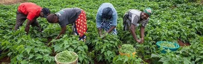 farmers-1